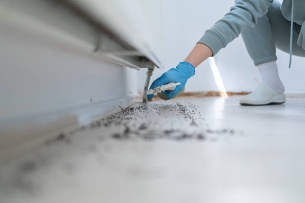 Flea Control Services in Bishop, TX
